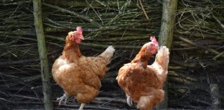 Jakie są typy zmiennych?