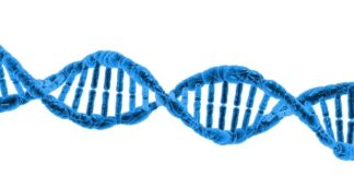 Co to jest chromosom iw jakiej postaci jest wykorzystywany w podstawowym algorytmie genetycznym?