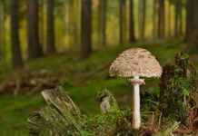 Jakie są podstawowe cechy zmiennej?